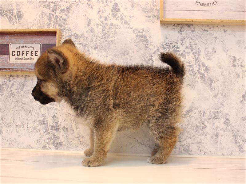 埼玉県のポメ柴/豆ポメ/ポメ豆柴(ポメラニアン×柴犬) (ワンラブ埼玉寄居店/2025年10月25日生まれ/女の子/赤)の子犬の3枚目の画像