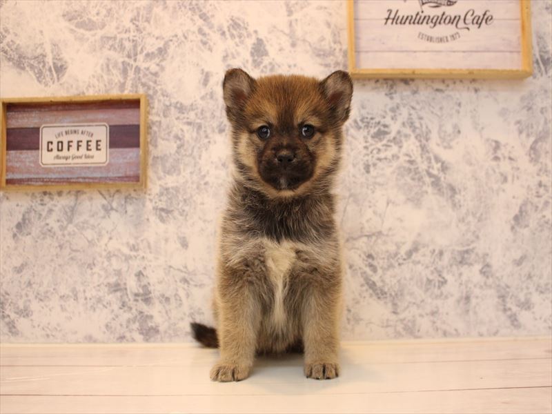 埼玉県のポメ柴/豆ポメ/ポメ豆柴(ポメラニアン×柴犬) (ワンラブ埼玉寄居店/2025年10月25日生まれ/女の子/赤)の子犬の2枚目の画像