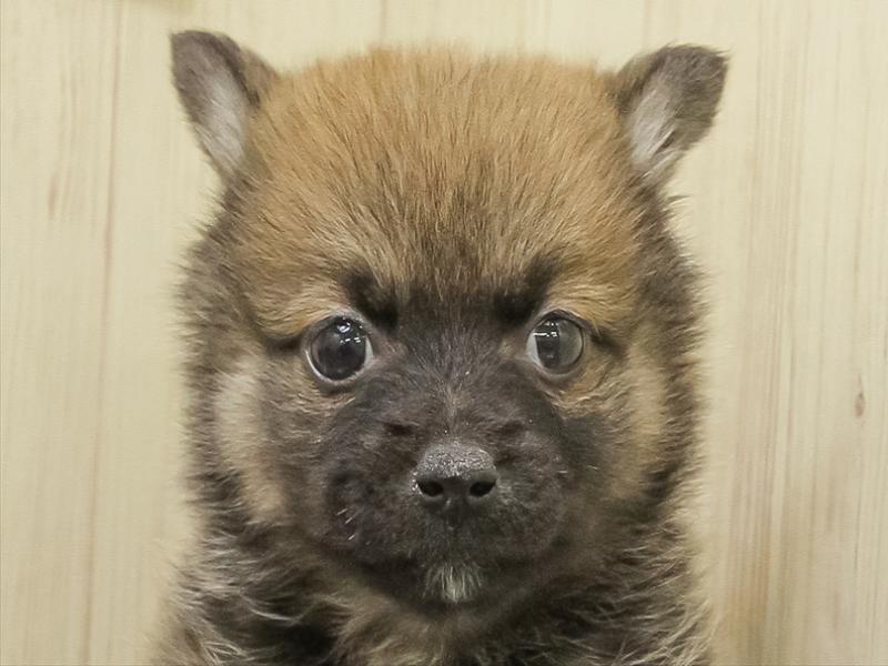 静岡県のポメ柴/豆ポメ/ポメ豆柴(ポメラニアン×柴犬) (ワンラブカインズ沼津店/2025年10月25日生まれ/女の子/赤)の子犬の1枚目の画像