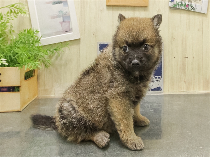 静岡県のポメ柴/豆ポメ/ポメ豆柴(ポメラニアン×柴犬) (ワンラブカインズ沼津店/2025年10月25日生まれ/女の子/赤)の子犬の2枚目の画像