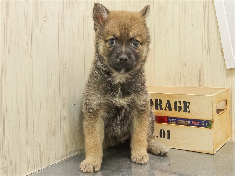 静岡県のポメ柴/豆ポメ/ポメ豆柴(ポメラニアン×柴犬) (ワンラブカインズ伊東店/2025年10月25日生まれ/女の子/赤)の子犬の3枚目の画像