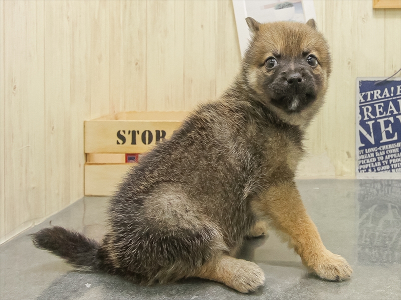 静岡県のポメ柴/豆ポメ/ポメ豆柴(ポメラニアン×柴犬) (ワンラブカインズ伊東店/2025年10月25日生まれ/女の子/赤)の子犬の2枚目の画像