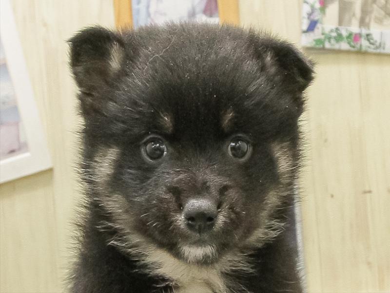 宮崎県のポメ柴/豆ポメ/ポメ豆柴(ポメラニアン×柴犬) (ワンラブｽｰﾊﾟｰｾﾝﾀｰﾆｼﾑﾀ五十市店/2025年10月24日生まれ/女の子/黒)の子犬の1枚目の画像