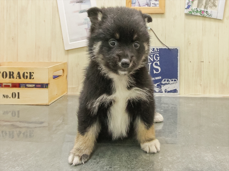 宮崎県のポメ柴/豆ポメ/ポメ豆柴(ポメラニアン×柴犬) (ワンラブｽｰﾊﾟｰｾﾝﾀｰﾆｼﾑﾀ五十市店/2025年10月24日生まれ/女の子/黒)の子犬の3枚目の画像