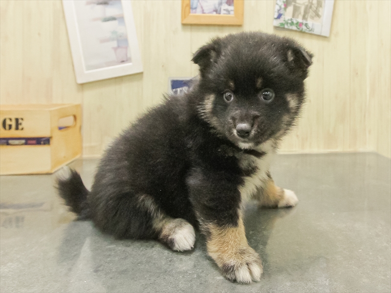 宮崎県のポメ柴/豆ポメ/ポメ豆柴(ポメラニアン×柴犬) (ワンラブｽｰﾊﾟｰｾﾝﾀｰﾆｼﾑﾀ五十市店/2025年10月24日生まれ/女の子/黒)の子犬の2枚目の画像
