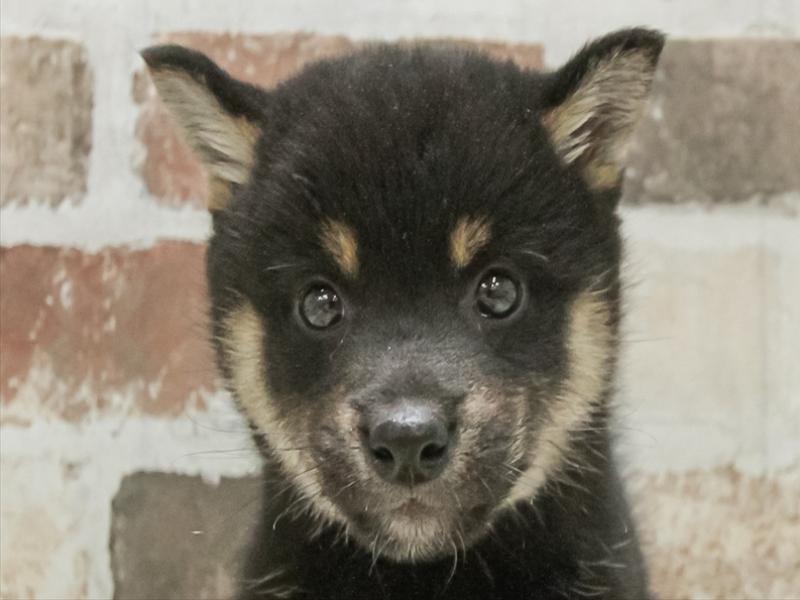 宮城県の柴犬(標準サイズ) (ワンラブカインズ仙台港店/2025年10月25日生まれ/男の子/黒)の子犬の1枚目の画像