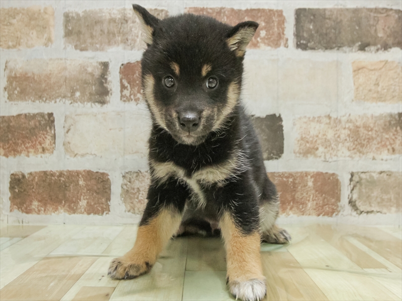 宮城県の柴犬(標準サイズ) (ワンラブカインズ仙台港店/2025年10月25日生まれ/男の子/黒)の子犬の3枚目の画像