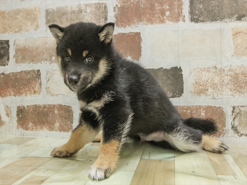 宮城県の柴犬(標準サイズ) (ワンラブカインズ仙台港店/2025年10月25日生まれ/男の子/黒)の子犬の2枚目の画像