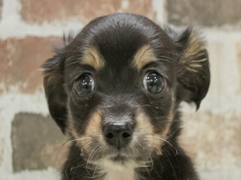 鹿児島県のチワックス(チワワ×ダックス) (ワンラブニシムタ与次郎店/2025年10月26日生まれ/女の子/ブラックタン)の子犬