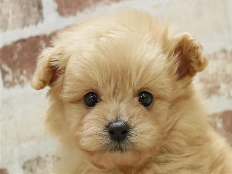 愛知県のポメプー(ポメラニアン×プードル) (ワンラブららぽーと安城店/2025年10月25日生まれ/男の子/クリーム)の子犬の1枚目の画像