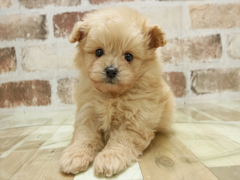 愛知県のポメプー(ポメラニアン×プードル) (ワンラブららぽーと安城店/2025年10月25日生まれ/男の子/クリーム)の子犬の3枚目の画像