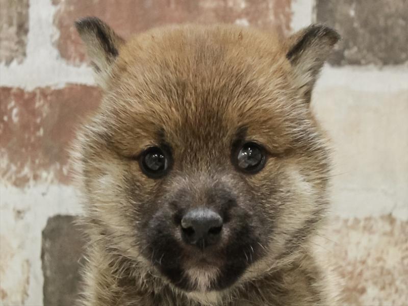 北海道の柴犬(標準サイズ) (ワンラブイオン 石狩緑苑台店/2025年10月25日生まれ/女の子/赤)の子犬の1枚目の画像