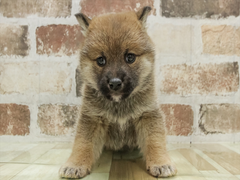 北海道の柴犬(標準サイズ) (ワンラブイオン 石狩緑苑台店/2025年10月25日生まれ/女の子/赤)の子犬の3枚目の画像