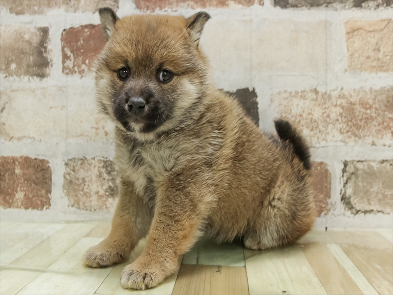 北海道の柴犬(標準サイズ) (ワンラブイオン 石狩緑苑台店/2025年10月25日生まれ/女の子/赤)の子犬の2枚目の画像