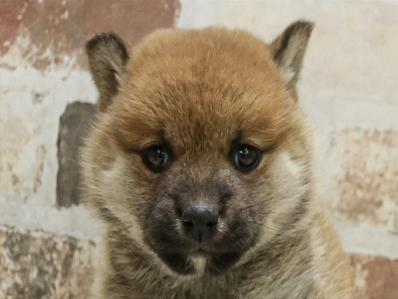 鹿児島県の柴犬(標準サイズ) (ワンラブニシムタ与次郎店/2025年10月25日生まれ/女の子/赤)の子犬の1枚目の画像