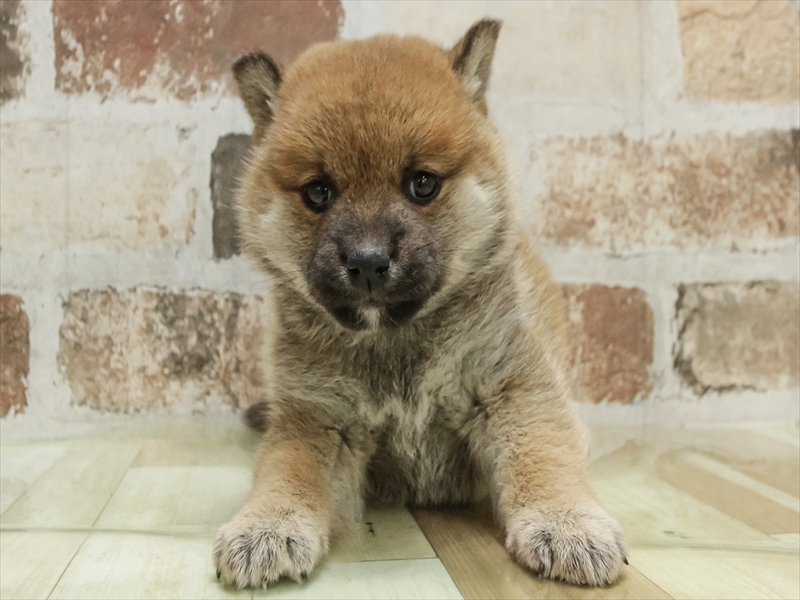 鹿児島県の柴犬(標準サイズ) (ワンラブニシムタ与次郎店/2025年10月25日生まれ/女の子/赤)の子犬の3枚目の画像
