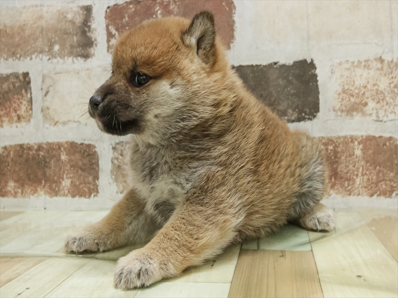 鹿児島県の柴犬(標準サイズ) (ワンラブニシムタ与次郎店/2025年10月25日生まれ/女の子/赤)の子犬の2枚目の画像