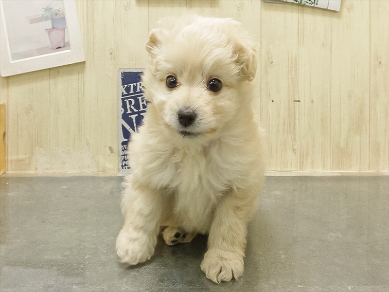 三重県のポメプー(ポメラニアン×プードル) (ワンラブイオンタウン桑名新西方店/2025年10月18日生まれ/女の子/クリーム)の子犬の3枚目の画像