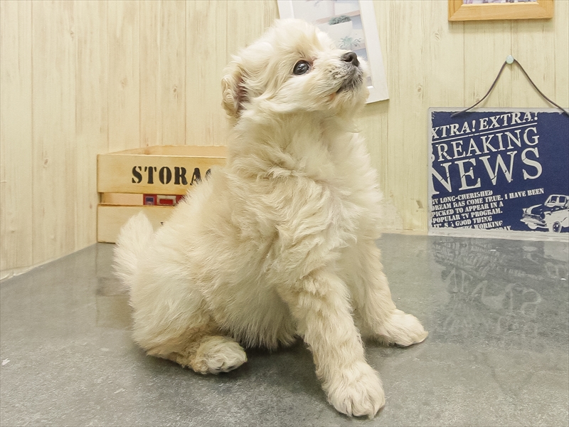 三重県のポメプー(ポメラニアン×プードル) (ワンラブイオンタウン桑名新西方店/2025年10月18日生まれ/女の子/クリーム)の子犬の2枚目の画像