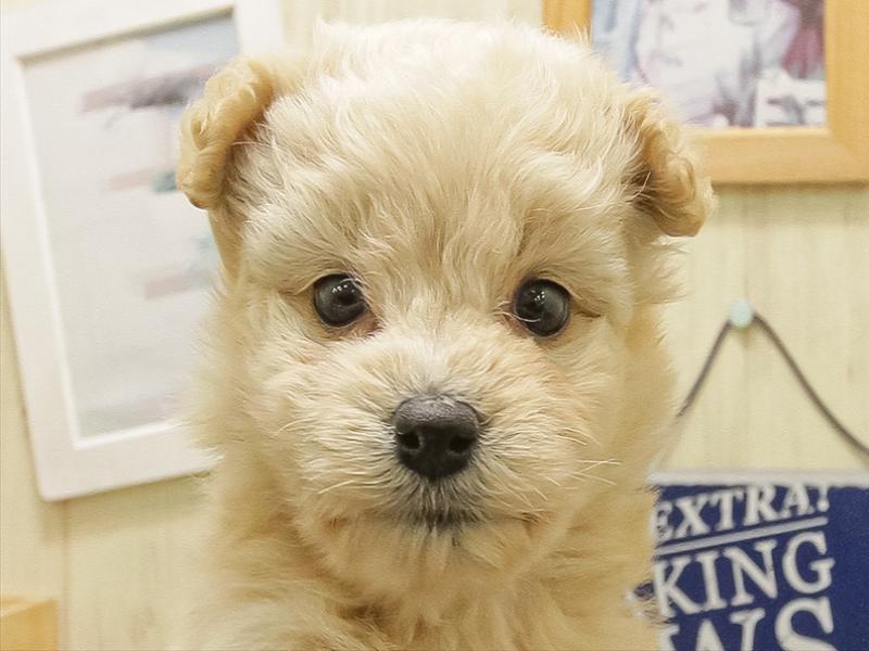 静岡県のポメプー(ポメラニアン×プードル) (ワンラブカインズ沼津店/2025年10月18日生まれ/女の子/クリーム)の子犬の1枚目の画像