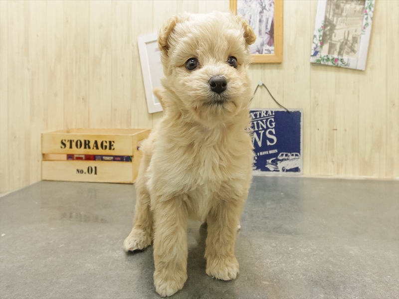 静岡県のポメプー(ポメラニアン×プードル) (ワンラブカインズ沼津店/2025年10月18日生まれ/女の子/クリーム)の子犬の3枚目の画像