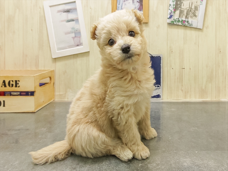 静岡県のポメプー(ポメラニアン×プードル) (ワンラブカインズ沼津店/2025年10月18日生まれ/女の子/クリーム)の子犬の2枚目の画像