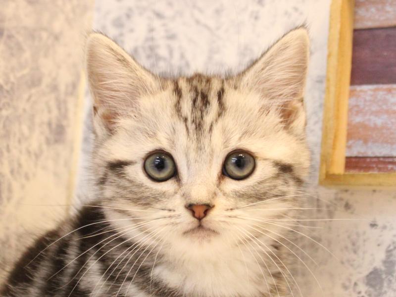 群馬県のアメリカンショートヘアー (ワンラブスマーク伊勢崎店/2025年10月23日生まれ/女の子/シルバータビー)の子猫