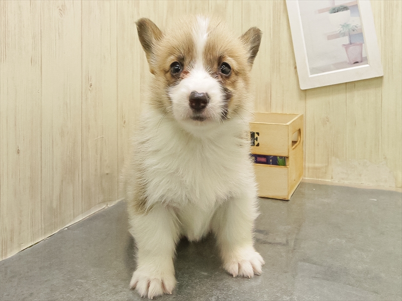 愛知県のウェルシュコーギーペンブローク (ワンラブ名古屋守山インター総本店/2025年10月25日生まれ/女の子/セーブルホワイト)の子犬の3枚目の画像