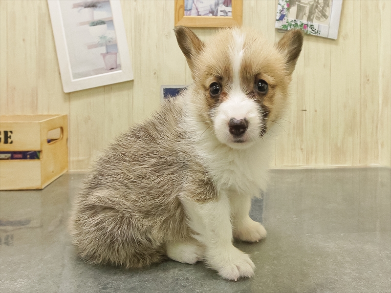 愛知県のウェルシュコーギーペンブローク (ワンラブ名古屋守山インター総本店/2025年10月25日生まれ/女の子/セーブルホワイト)の子犬の2枚目の画像