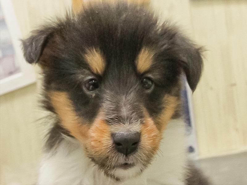 愛知県のシェットランドシープドッグ (ワンラブ名古屋守山インター総本店/2025年10月23日生まれ/女の子/トライカラー)の子犬の1枚目の画像