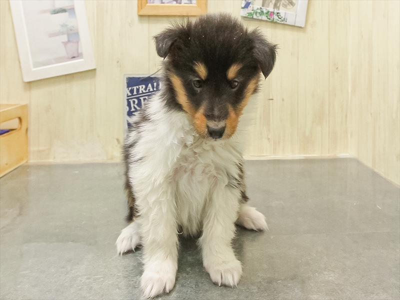 愛知県のシェットランドシープドッグ (ワンラブ名古屋守山インター総本店/2025年10月23日生まれ/女の子/トライカラー)の子犬の3枚目の画像