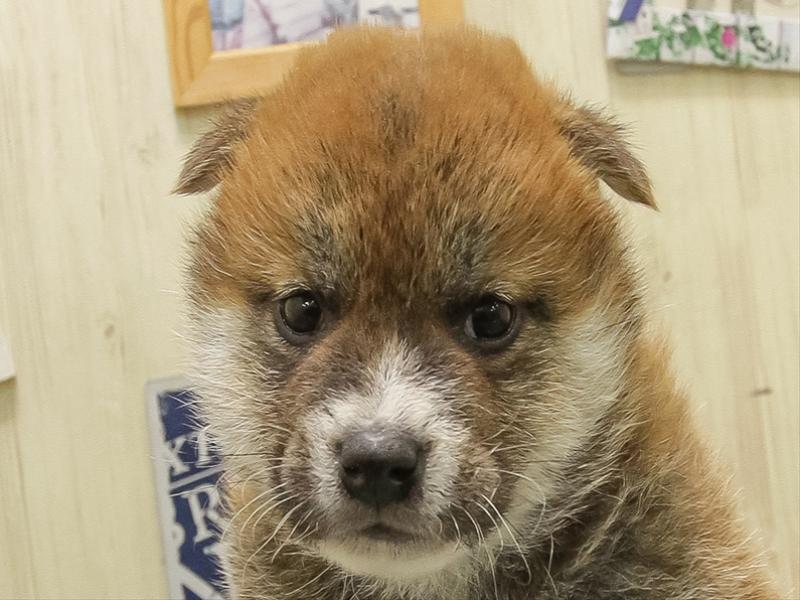 愛知県の柴犬(標準サイズ) (ワンラブペッツビレッジ アピタ刈谷店(FC)/2025年10月25日生まれ/男の子/赤)の子犬の1枚目の画像