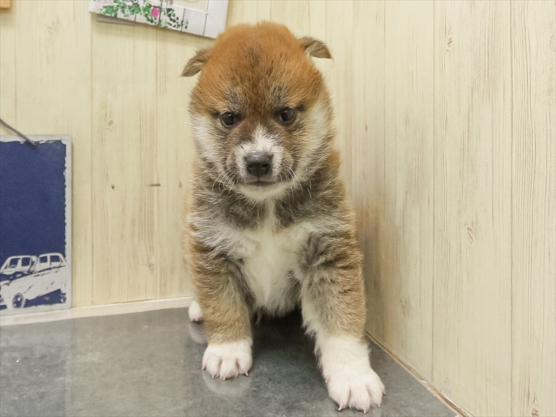 愛知県の柴犬(標準サイズ) (ワンラブペッツビレッジ アピタ刈谷店(FC)/2025年10月25日生まれ/男の子/赤)の子犬の3枚目の画像
