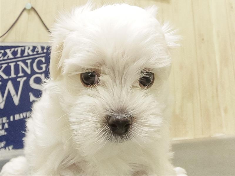 愛知県のマルチーズ (ワンラブららぽーと愛知東郷店/2025年10月24日生まれ/男の子/ホワイト)の子犬の1枚目の画像