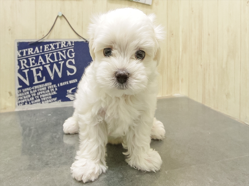 愛知県のマルチーズ (ワンラブららぽーと愛知東郷店/2025年10月24日生まれ/男の子/ホワイト)の子犬の3枚目の画像