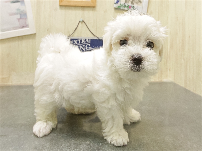 愛知県のマルチーズ (ワンラブららぽーと愛知東郷店/2025年10月24日生まれ/男の子/ホワイト)の子犬の2枚目の画像