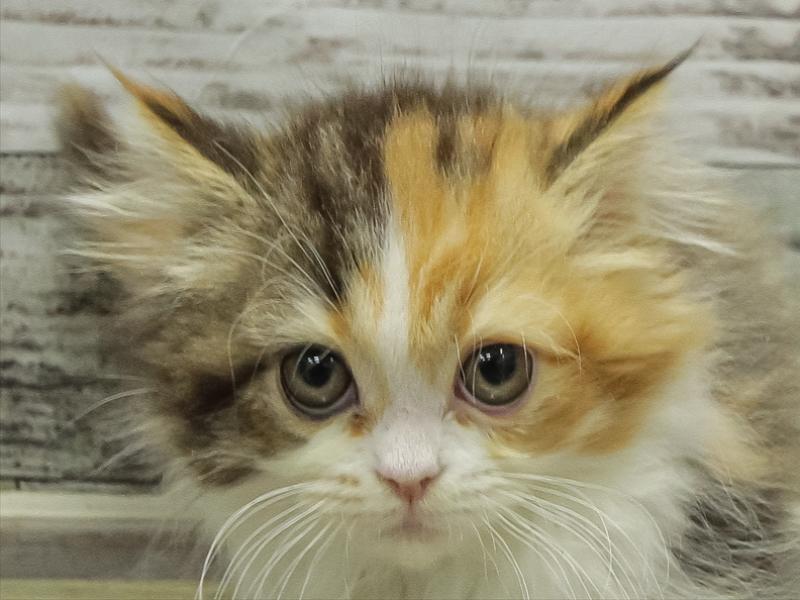 滋賀県のエキゾチック (ワンラブピエリ守山店/2025年10月24日生まれ/女の子/ブラウンパッチドタビーホワイト)の子猫の1枚目の画像