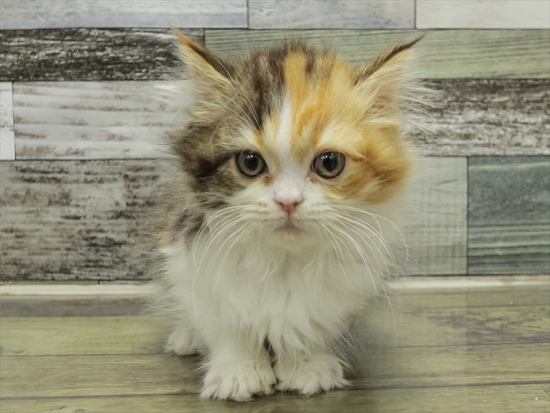 滋賀県のエキゾチック (ワンラブピエリ守山店/2025年10月24日生まれ/女の子/ブラウンパッチドタビーホワイト)の子猫の3枚目の画像