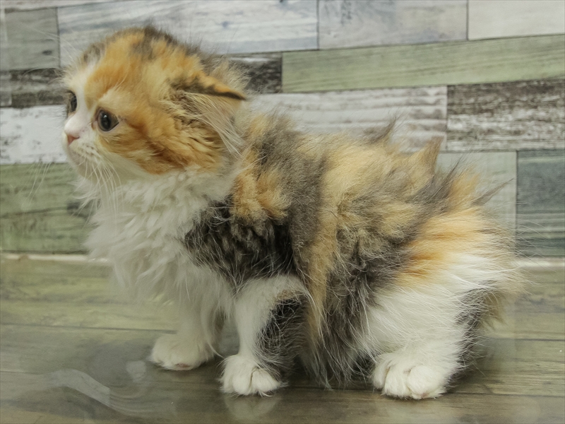 滋賀県のエキゾチック (ワンラブピエリ守山店/2025年10月24日生まれ/女の子/ブラウンパッチドタビーホワイト)の子猫の2枚目の画像