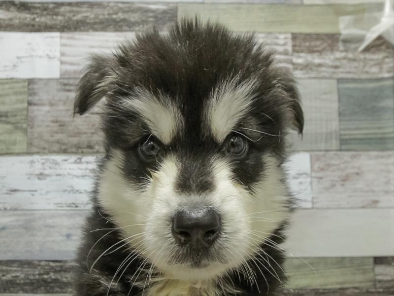 愛知県のアラスカンマラミュート (ワンラブ名古屋守山インター総本店/2025年10月24日生まれ/男の子/ブラックホワイト)の子犬の1枚目の画像