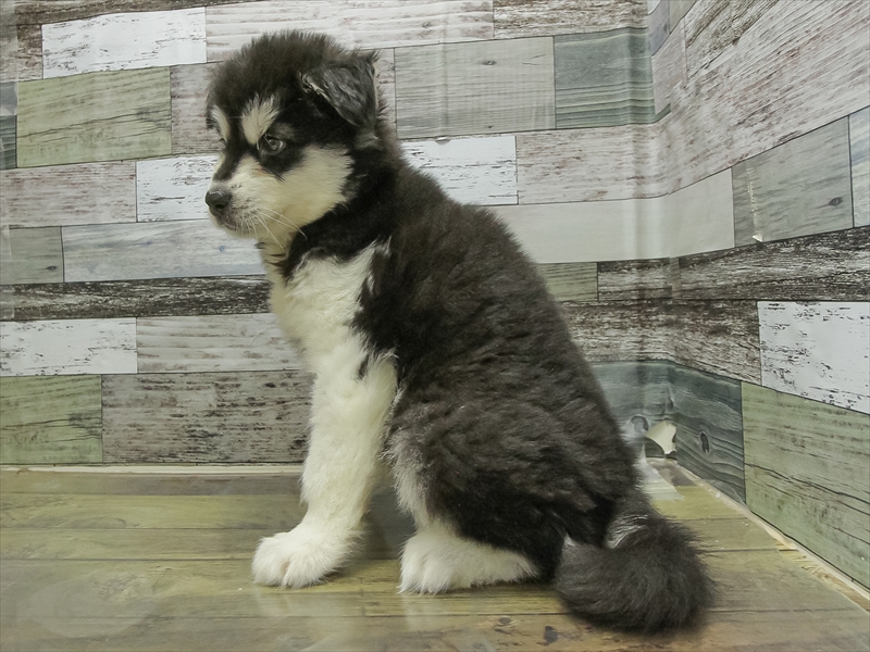 愛知県のアラスカンマラミュート (ワンラブ名古屋守山インター総本店/2025年10月24日生まれ/男の子/ブラックホワイト)の子犬の2枚目の画像