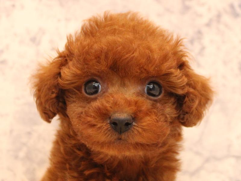 埼玉県のトイプードル(トイ) (ワンラブ埼玉寄居店/2025年10月22日生まれ/男の子/レッド)の子犬の1枚目の画像