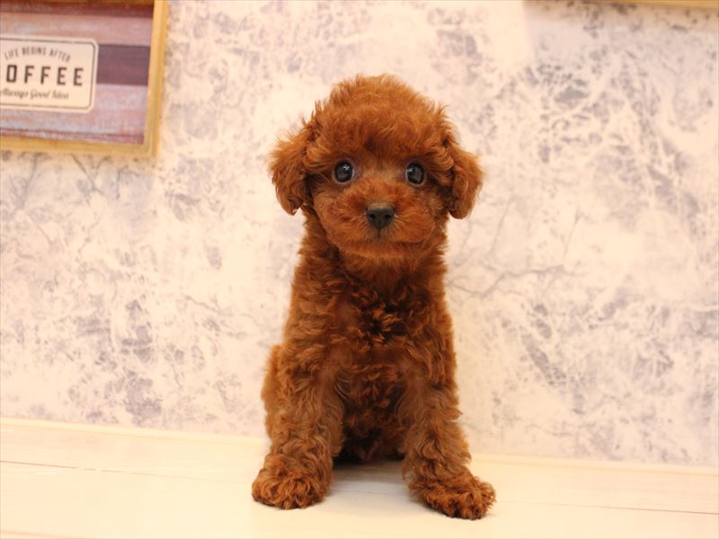 埼玉県のトイプードル(トイ) (ワンラブ埼玉寄居店/2025年10月22日生まれ/男の子/レッド)の子犬の3枚目の画像