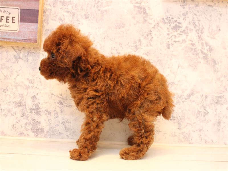 埼玉県のトイプードル(トイ) (ワンラブ埼玉寄居店/2025年10月22日生まれ/男の子/レッド)の子犬の2枚目の画像