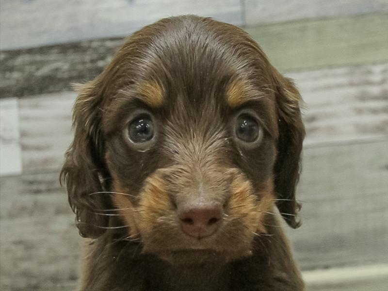 愛知県のミニチュアダックスフンド(ロング) (ワンラブ星崎店(FC)/2025年10月24日生まれ/女の子/チョコレートタン)の子犬の1枚目の画像