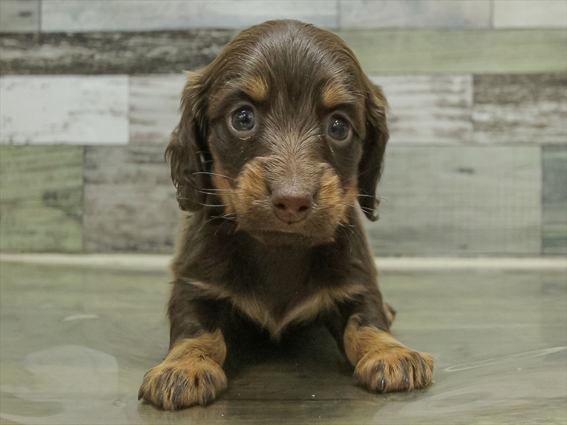 愛知県のミニチュアダックスフンド(ロング) (ワンラブ星崎店(FC)/2025年10月24日生まれ/女の子/チョコレートタン)の子犬の3枚目の画像