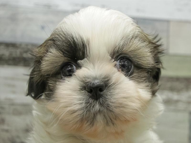 北海道のシーズー (ワンラブイオン 石狩緑苑台店/2025年10月25日生まれ/女の子/ホワイトゴールド)の子犬の1枚目の画像