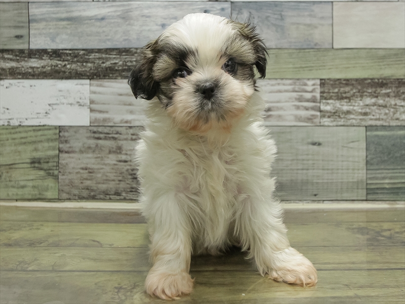 北海道のシーズー (ワンラブイオン 石狩緑苑台店/2025年10月25日生まれ/女の子/ホワイトゴールド)の子犬の3枚目の画像