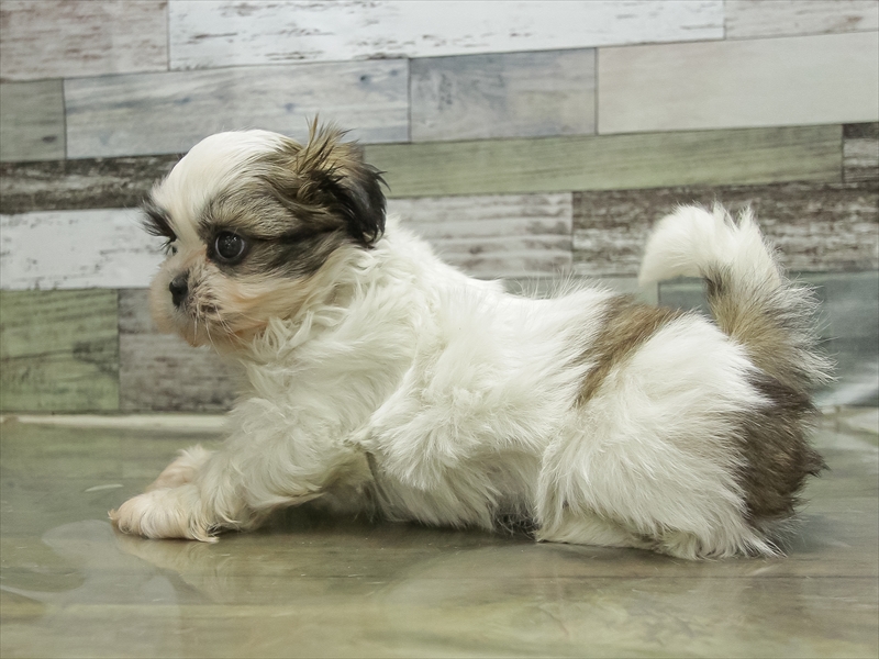 北海道のシーズー (ワンラブイオン 石狩緑苑台店/2025年10月25日生まれ/女の子/ホワイトゴールド)の子犬の2枚目の画像