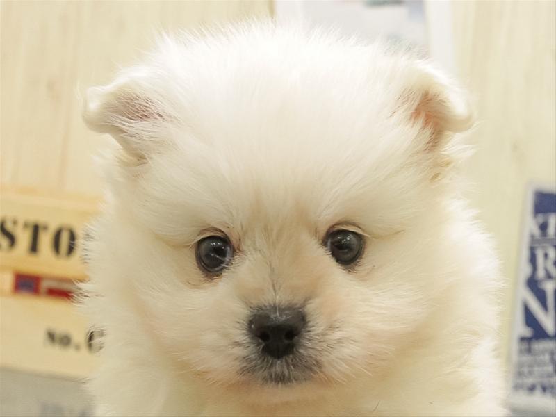 岩手県のペキポメ/ポメペキ(ペキニーズ×ポメラニアン) (ワンラブイオンモール盛岡店/2025年10月25日生まれ/男の子/クリーム)の子犬の1枚目の画像